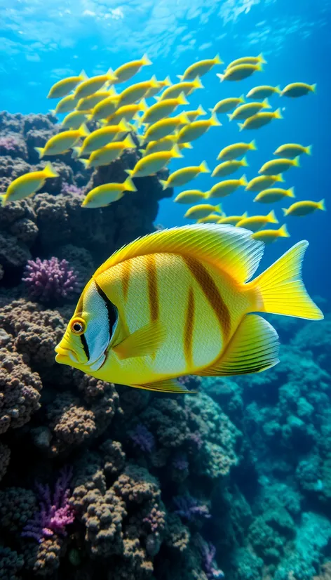 yellowtail snapper