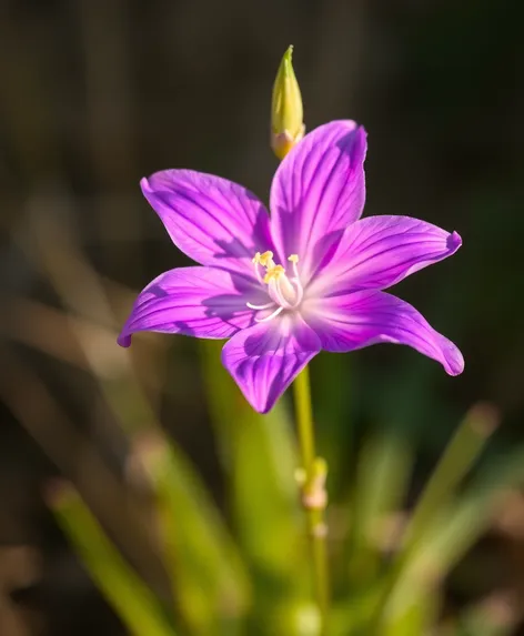 sept flower