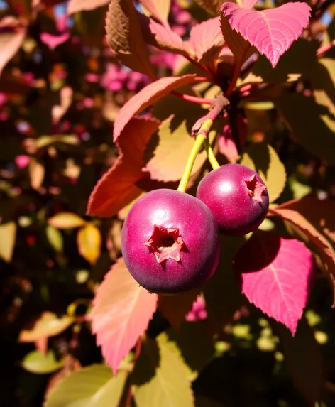 june plum