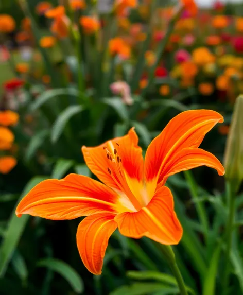 orange daylily