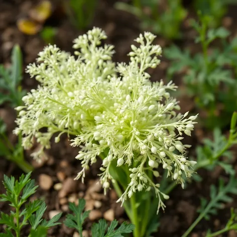 alternative fennel seeds