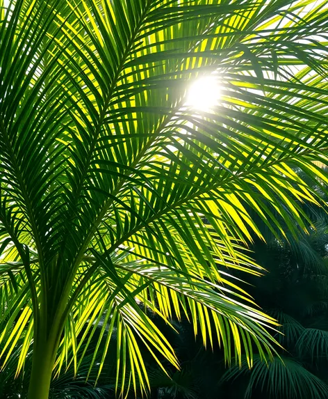 european fan palm