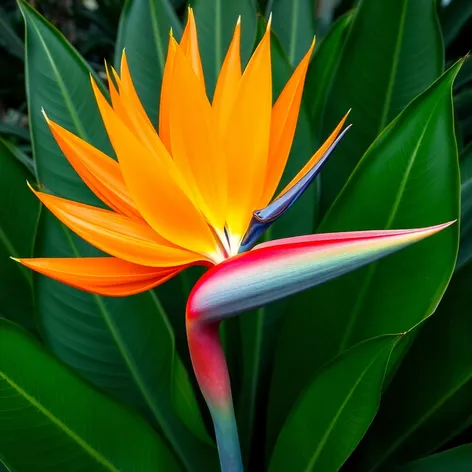 giant bird of paradise