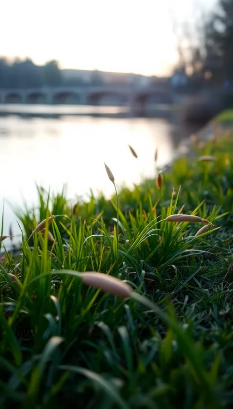 pond shore grasses