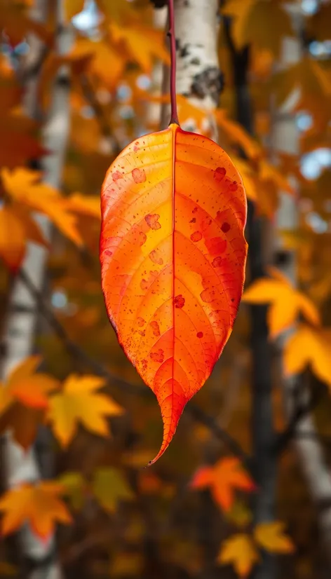 birch tree leaf