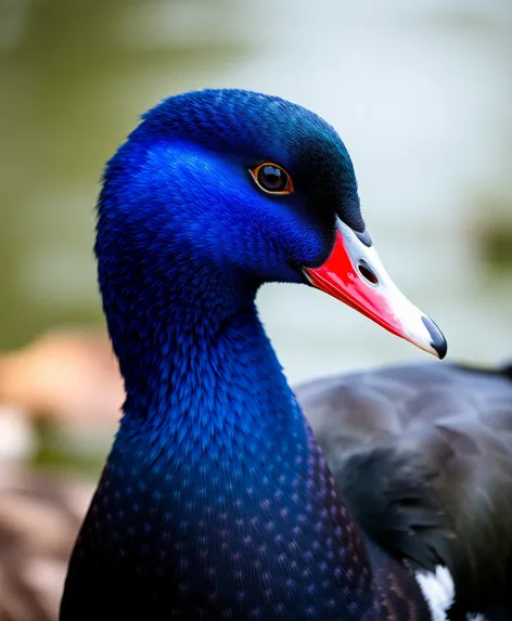 swedish blue duck