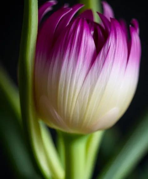 onion flower