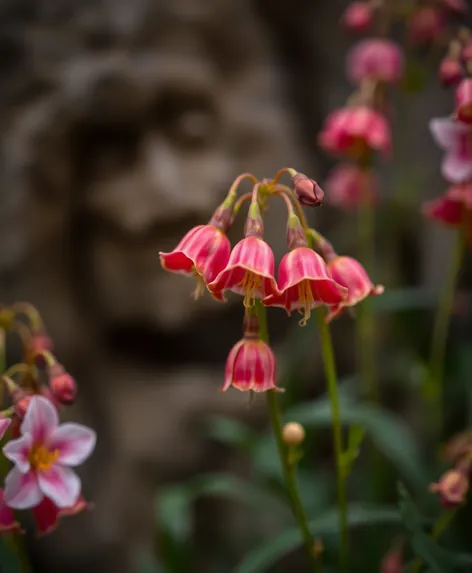 tibetan bell flowers