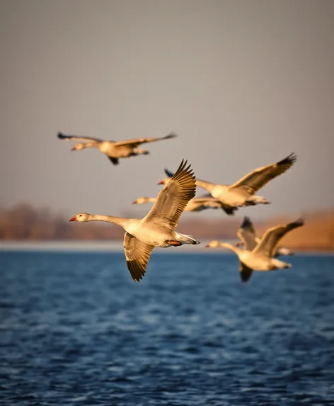 picture of geese bird