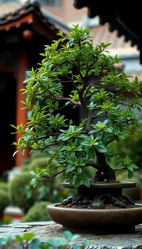 jade bonsai