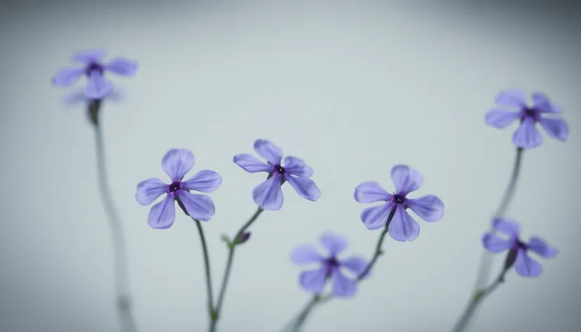 violet flowers 4 petals