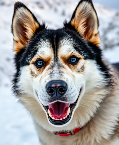 husky alsatian