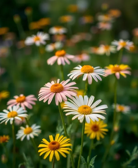 montauk daisies.