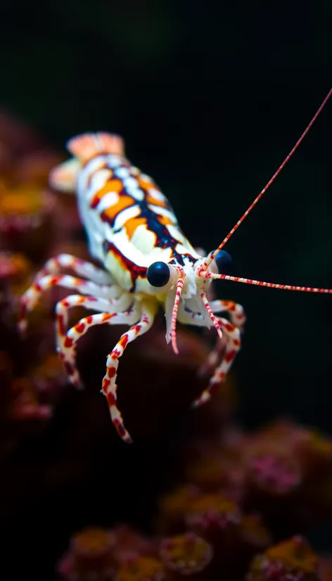 african filter shrimp