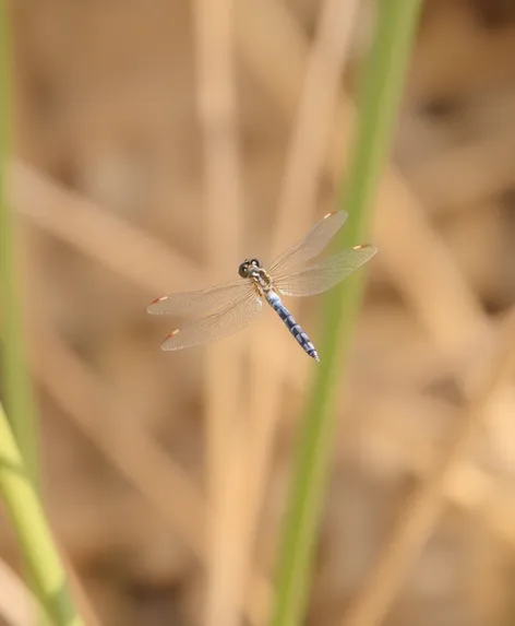 dragonfly simple drawing