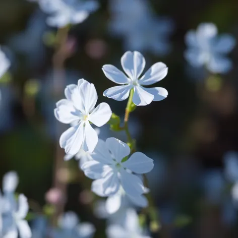 light blue flowers