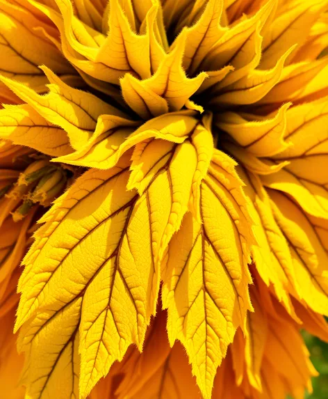 leaves of a sunflower