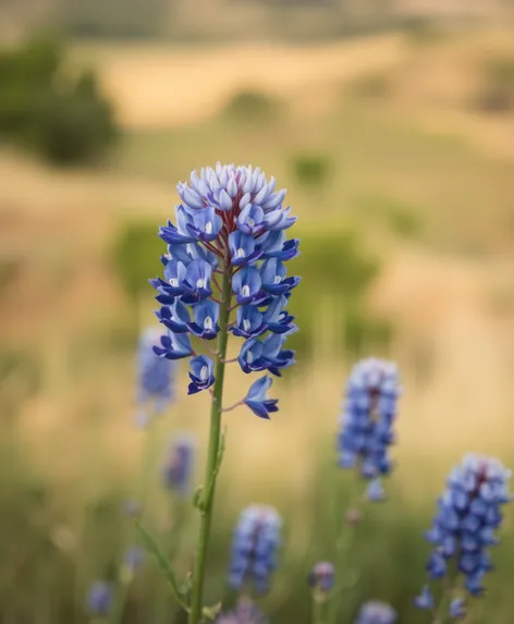 picture of a bluebonnet