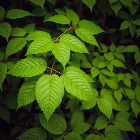 green leaves