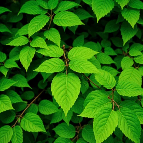 green leaves