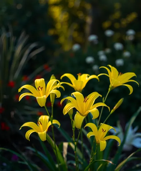 yellow lilys