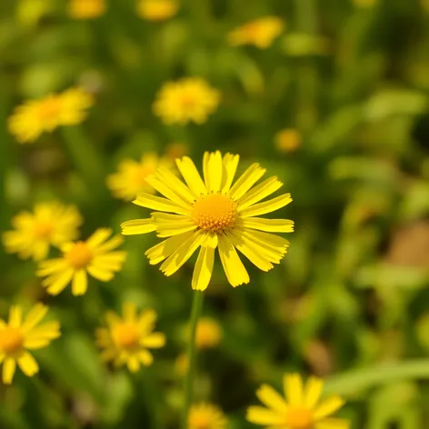 golden tickseed