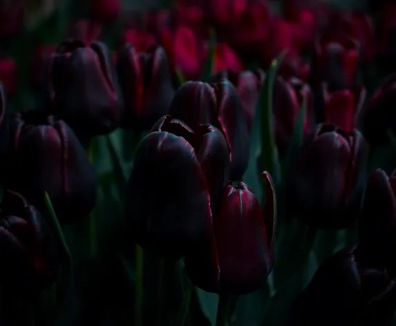 black tulips