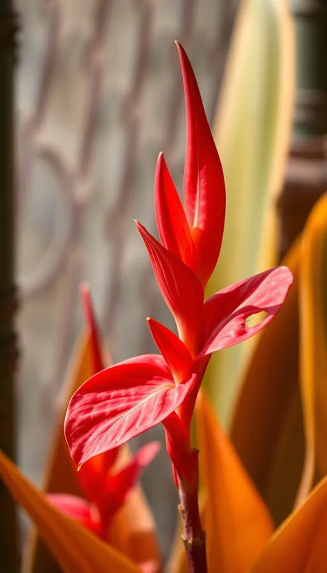 red canna