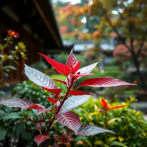 red leaf plant