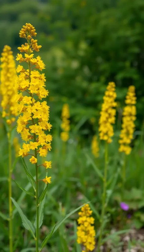 kentucky state flower