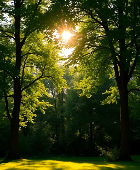 summer trees