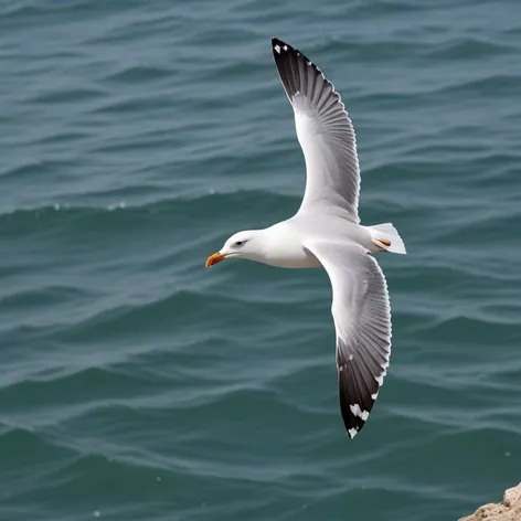 seagull flying