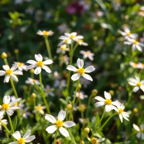 star flowers