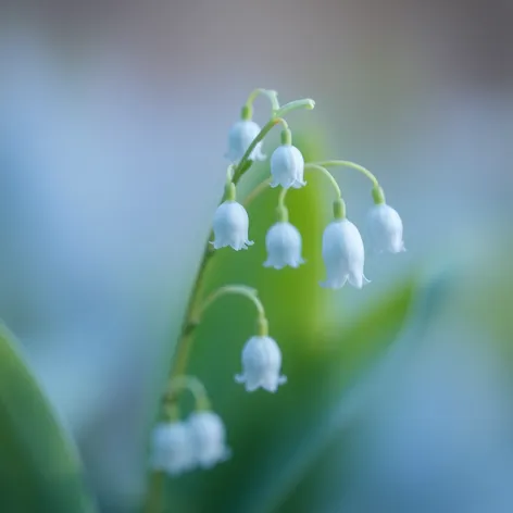 blue lily of the