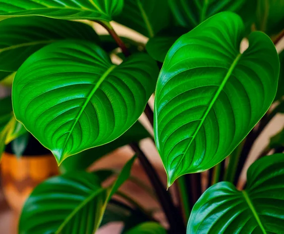 large leaf indoor plant