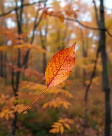 single fall leaf