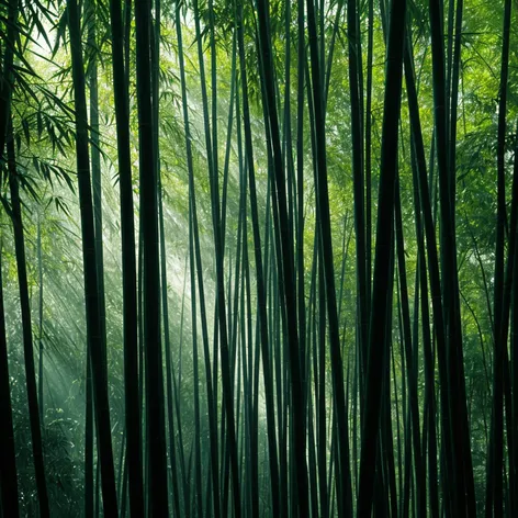 bamboo forest