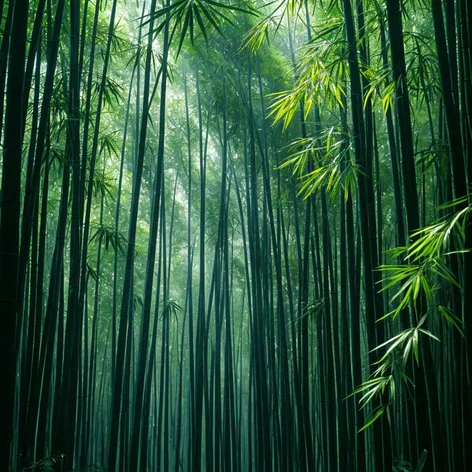 bamboo forest