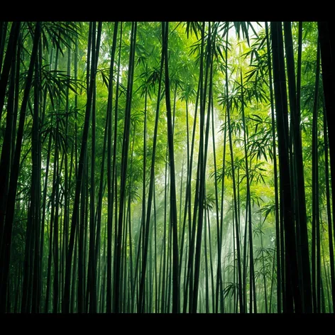 bamboo forest