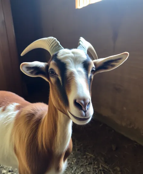 toggenburg goat