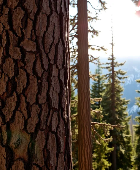 images of utah conifers