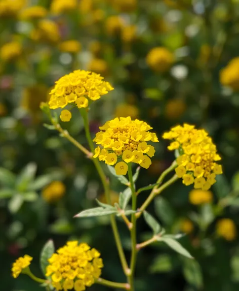 texas lantana