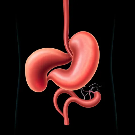 trace drawing of pancreas