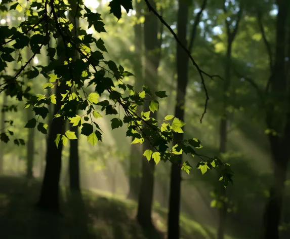 where canopy touches sky