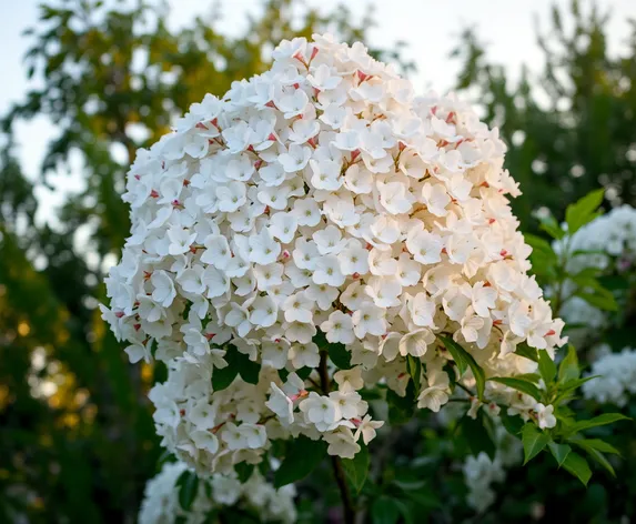 white crepe myrtle tree