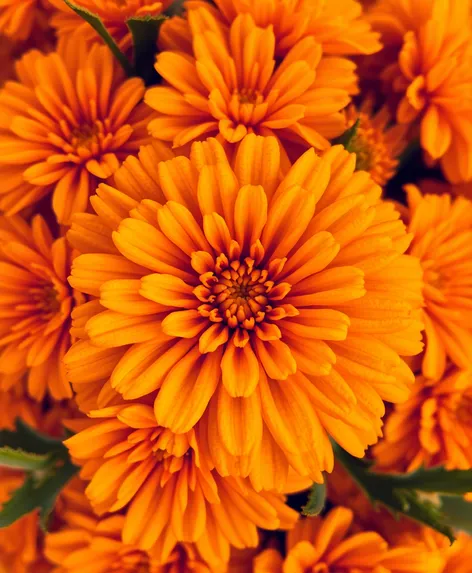 marigold color