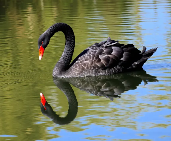 mirror black swan