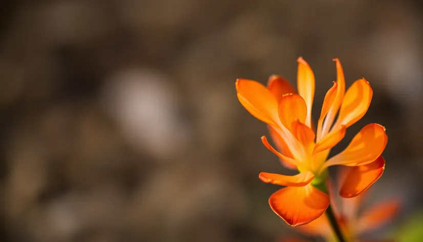 ginger flower