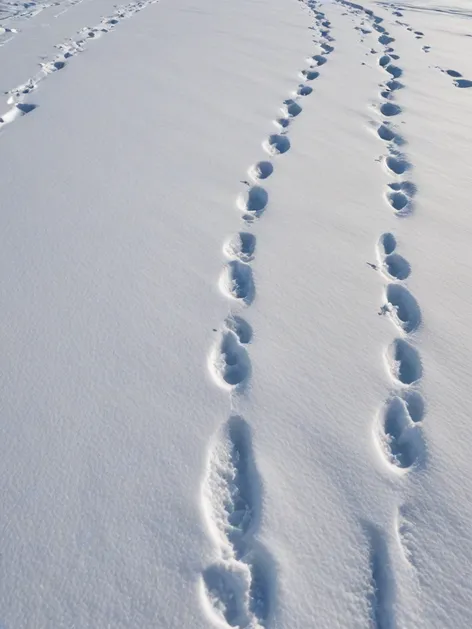 fox tracks in snow