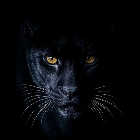 black cougar